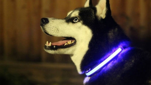 LED Dog Collar – Glowing Safety Collar for Night Walks