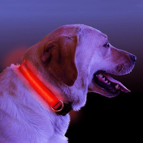 LED Dog Collar – Glowing Safety Collar for Night Walks